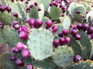 Prickly Pear