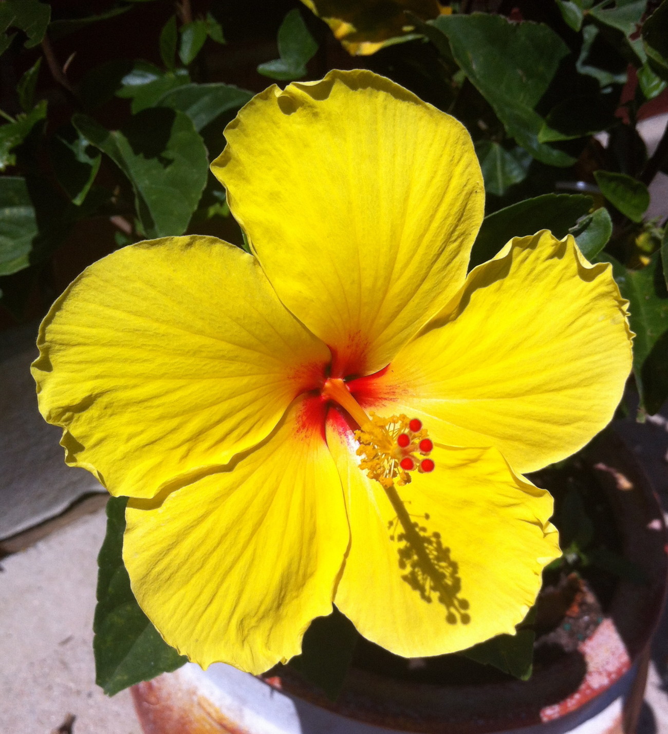 Mexican Tulipan